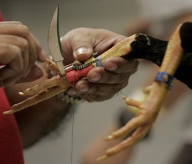 Đá gà cựa dao OK365 - Xem live HD, cá cược siêu hấp dẫn 2 Dao được gắn chắc chắn vào phần cựa thật của gà bằng dây da hoặc băng keo chuyên dụng